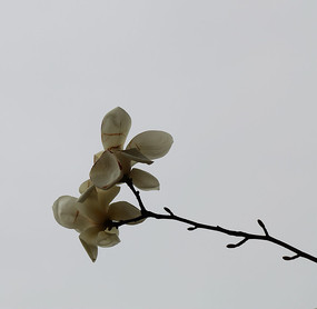 ���ŵ�������