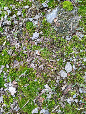 ��̦����