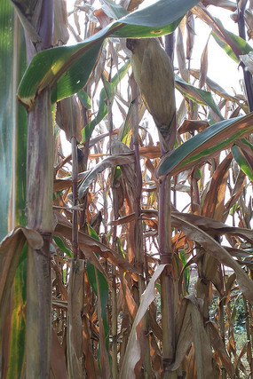 �＾���������ͼƬ