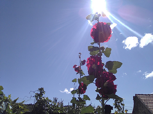 ̫���µĺ�ɫ���񼾻�ͼƬ