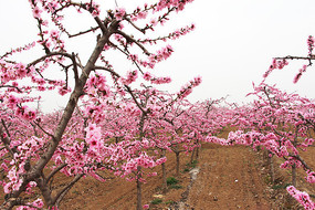 �һ����ز�