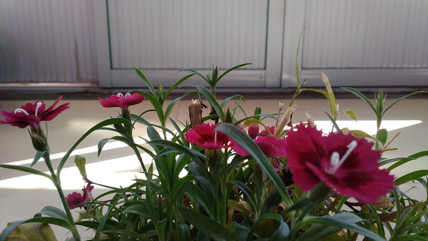 ʯ���ӻ�ͼƬ