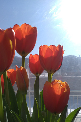 �ٻ�ɫ������ͼƬ