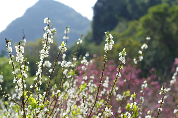 ֲ�ﻨ����Ӱ