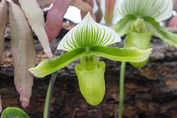 ��ɫ��ħ�۶���