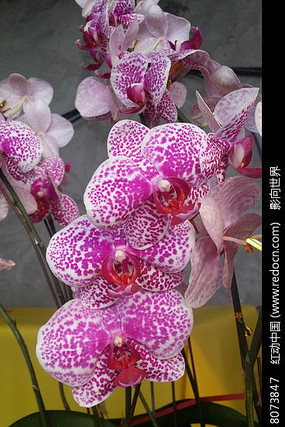 �����ĺ�����