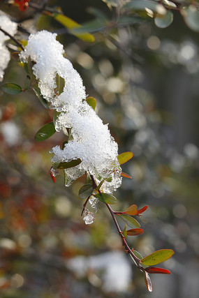 �����ϵı���