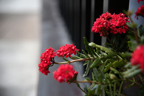 һֻ����ĺ컨