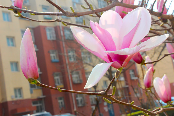 ���ʶ��޵Ļ��뻨��