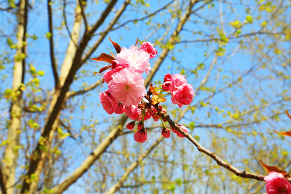 ���Ļ���ɫ