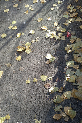 ���ϵ�Ҷ��ͼƬ