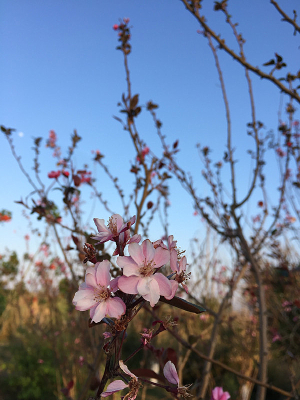 ��԰��ķ�ɫ�һ�