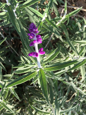 ��԰�����ɫС��