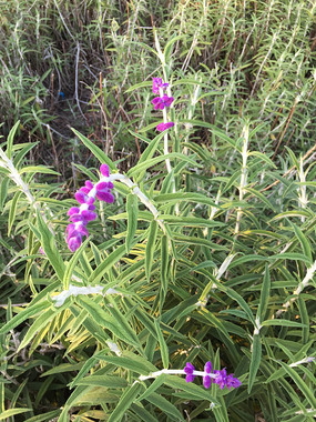 ��԰�����ɫС��