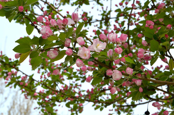 �������ŵĺ��Ļ�