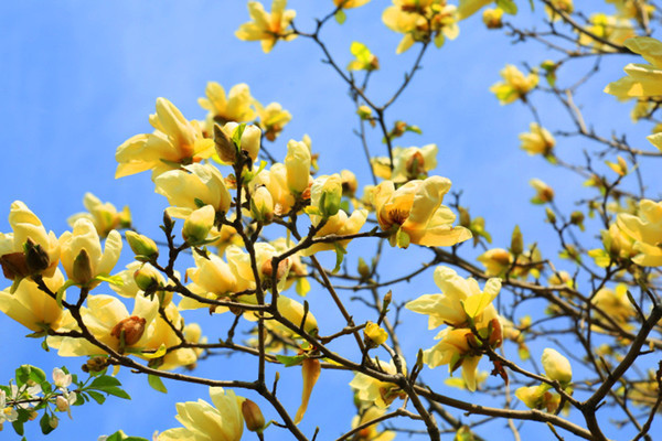 ��ɫ������ȫ�� 