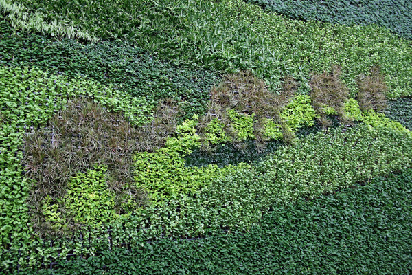 ���ն���״�Ĳ廨