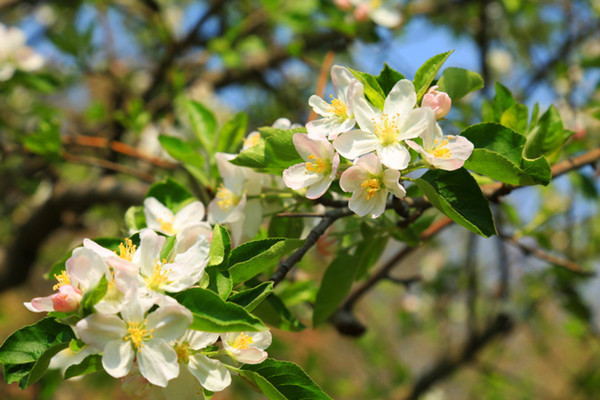 ���۵Ĵ��컨