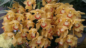 һ�������ĺ�����