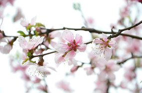 ����ʢ�����һ�