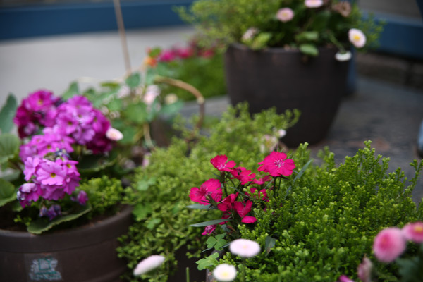 �������̵��辰