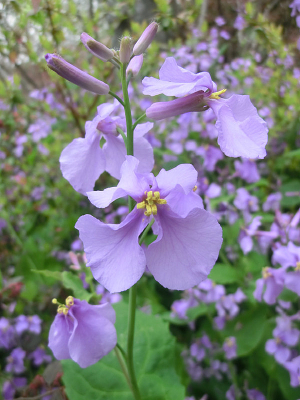 ����ɫ������