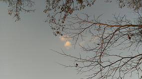 ��֦�ϵ���ͼƬ