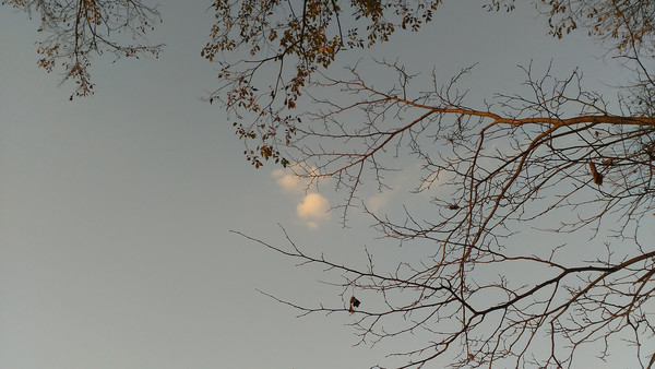 ��֦�ϵ���ͼƬ