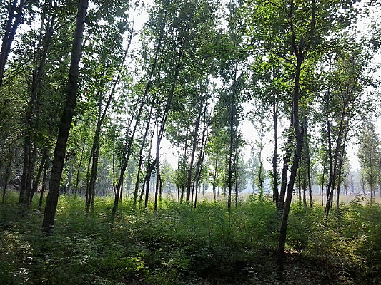 С������ͼƬ