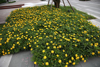 ��ɫ������