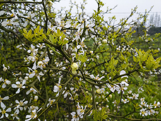 ������ѿ��ɫ��