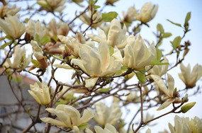 ��֦����