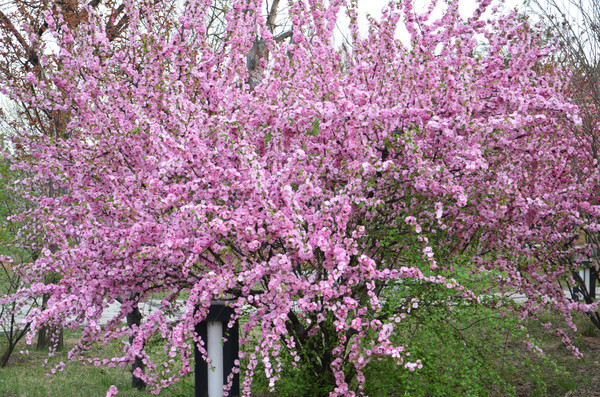 ï�ܵķ�ɫС��