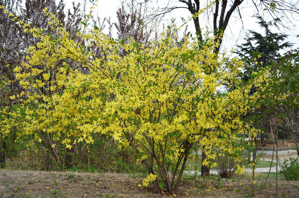 ���ε�ʢ�������̻�