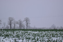 ��Ұ�еĴ���