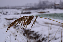 ѩ�����«έ