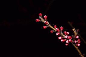 �ȴ�ʢ����÷��