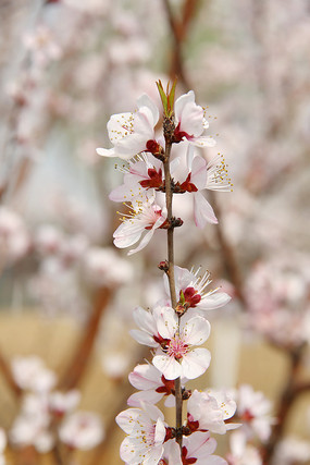 ��ɫӣ����֦