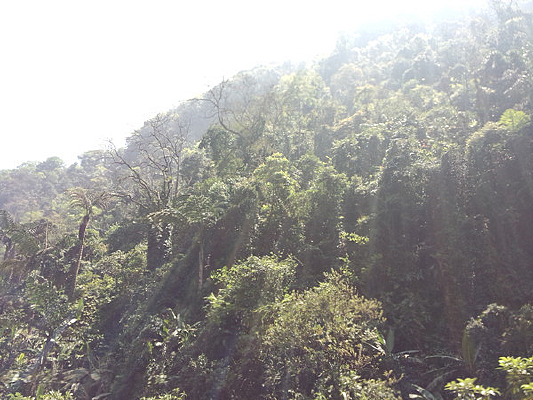 ����·�ߵ�ԭʼɭ��