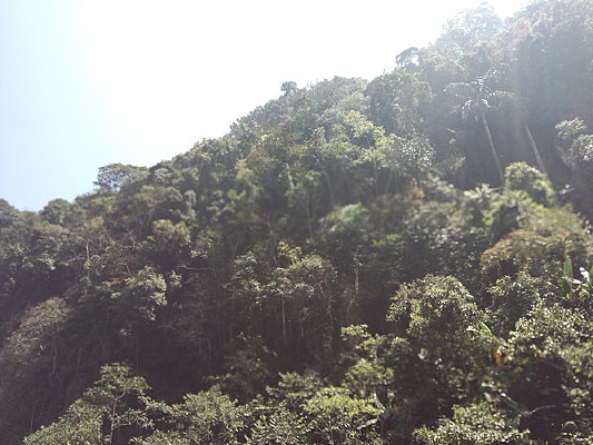 ԭʼɭ�־���