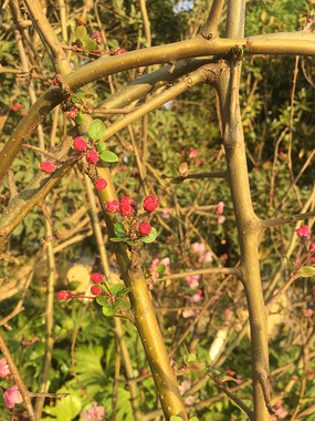 ��ɫ���һ�