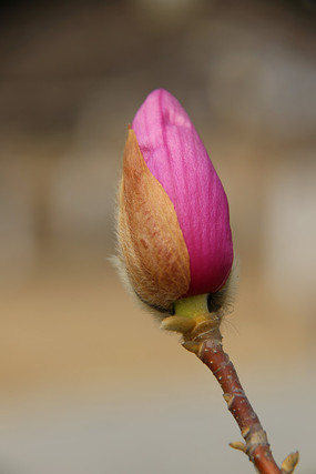 ��ɫ������������