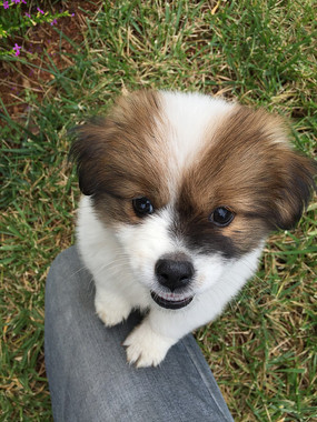 �ɰ���С��