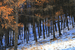 �ֺ�ѩԭ����