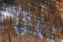 �ֺ�ѩԭѩ��