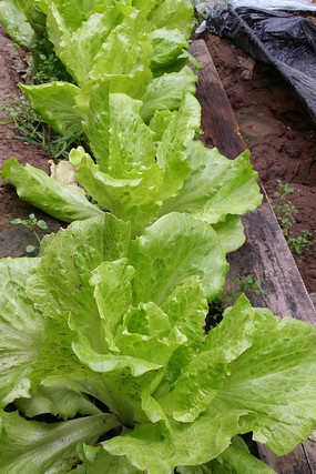 �����͵�����