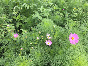 ʢ���ĸ�ɣ��