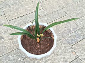 ʢ��������