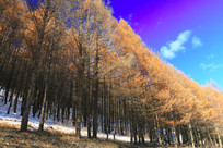 ѩԭ���ַ��