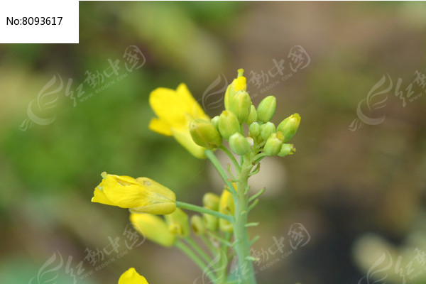 油菜花花苞